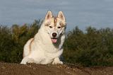 SIBERIAN HUSKY 773